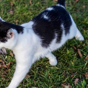 o3hilftcat_10_original