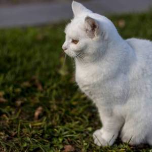 o3hilftcat_11_original