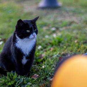 o3hilftcat_12_original