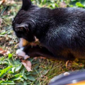 o3hilftcat_1_original