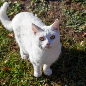 o3hilftcat_2_original