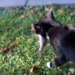 o3hilftcat_4_original