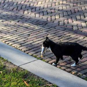 o3hilftcat_5_original