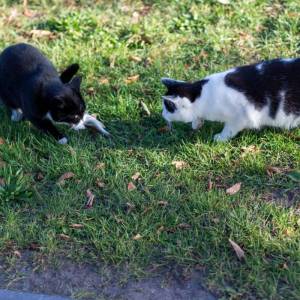 o3hilftcat_6_original