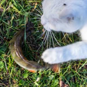 o3hilftcat_8_original