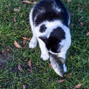 o3hilftcat_9_original