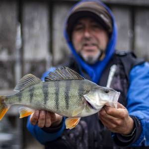 Jochen Dieckmann mit traumhaften Barsch.
Da kann sich die Angelwelt aber mal bei ihm bedanken, dass