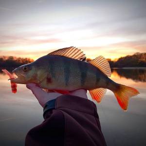 Jasmins erster Tuben  Barsch