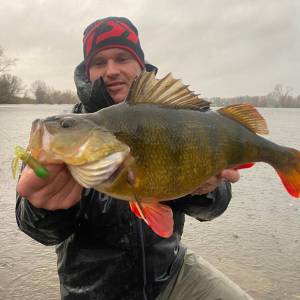 Barschmonster auf Tube.
