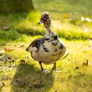 Ente gut- alles gut.