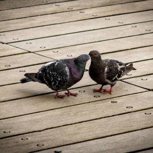 IMG_0689_original