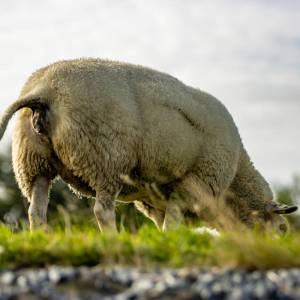IMG_2020-2_original