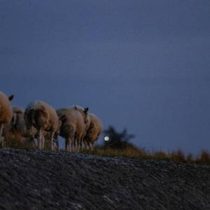 IMG_2642_original