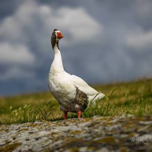 kormoran062025-2_original