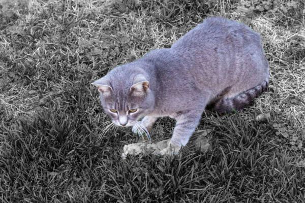 Angeln für die Katz?